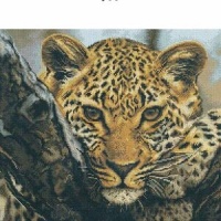  Белые Берега